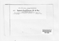 Septoria cryptotaeniae image